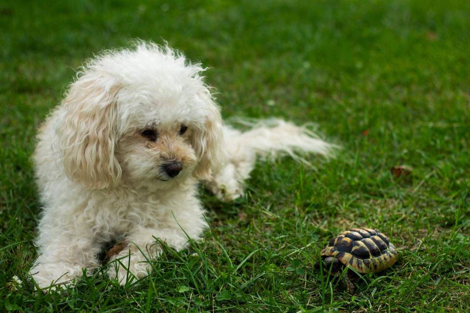 tortue et chien