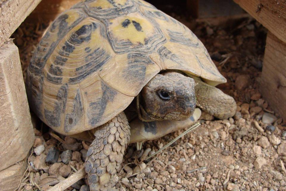 Abri de reptiles pour la diversification des carreaux de tortue