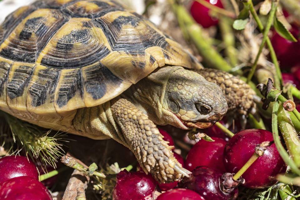Quelle alimentation pour ma tortue de terre ? - Blog