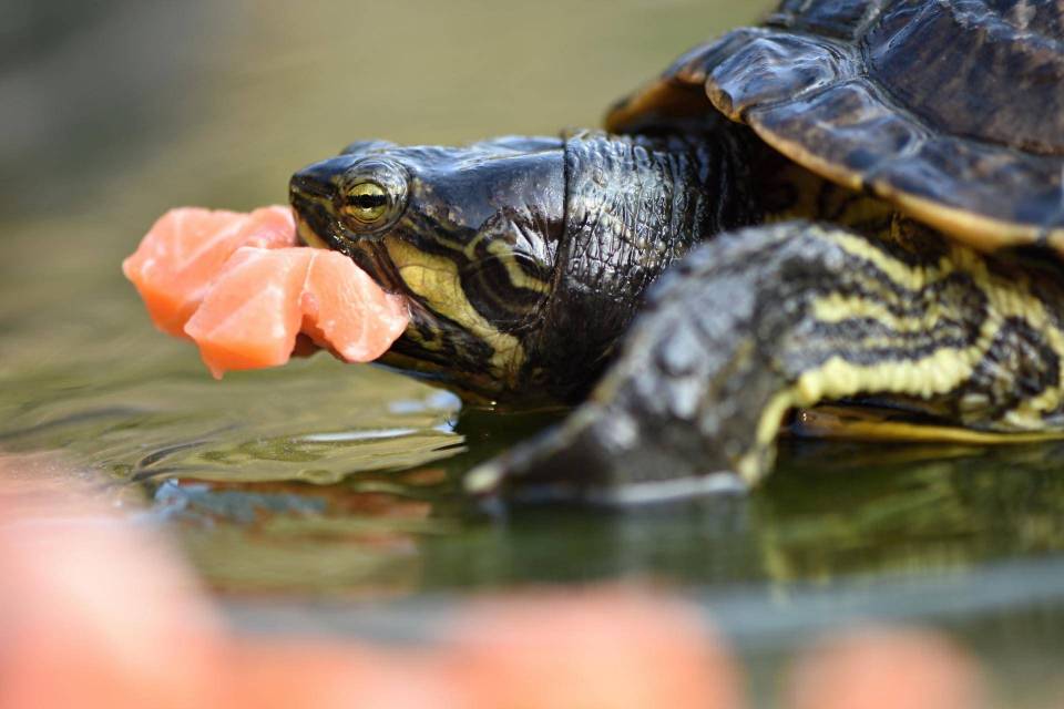 Nourriture tortue aquatique - Animabassin
