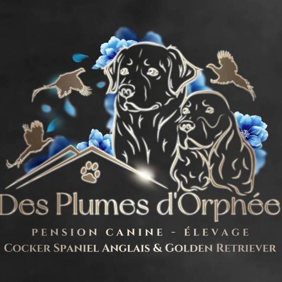 Des Plumes d'Orphée