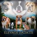 Elevage canin zadatis 