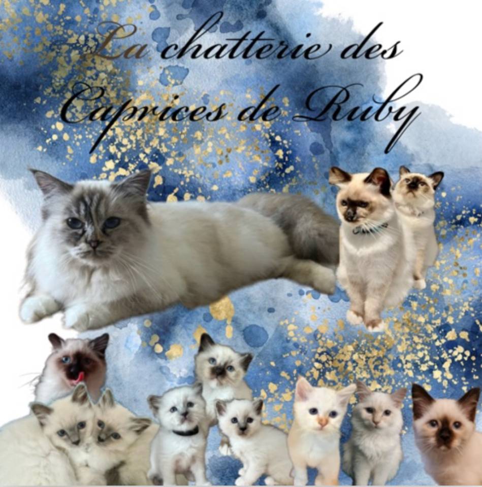 Chatterie des Caprices de Ruby