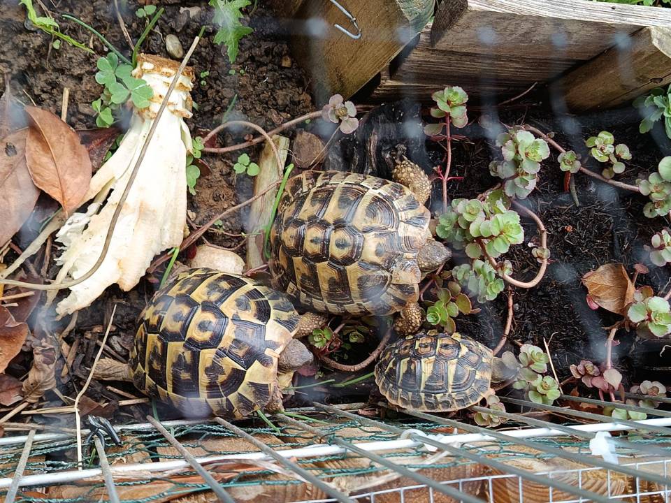 Flash, Yoda et Peach cherche le soleil d' automne, ensemble, bien sages...