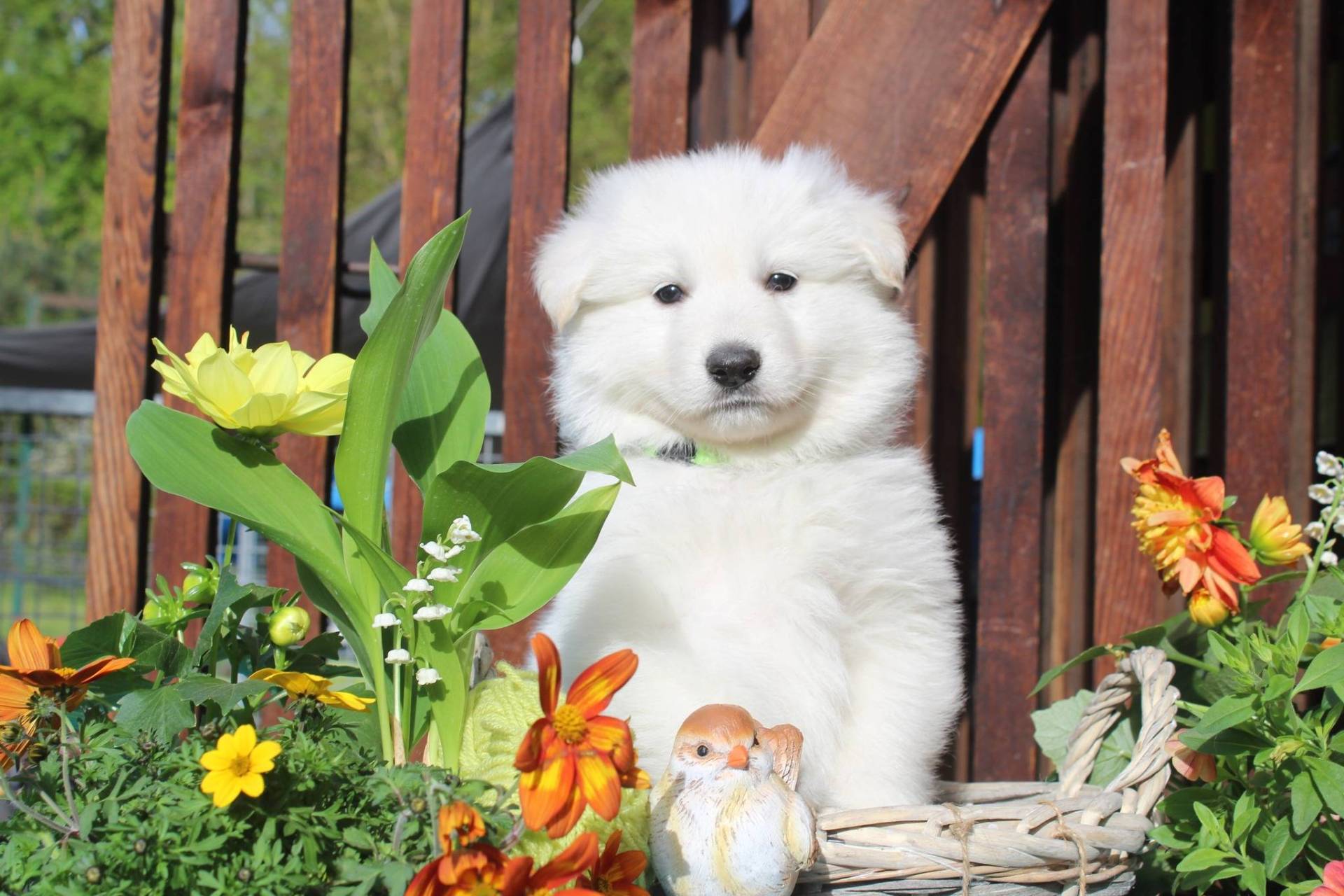 Chiots berger blanc Suisse à réserver  neuvième