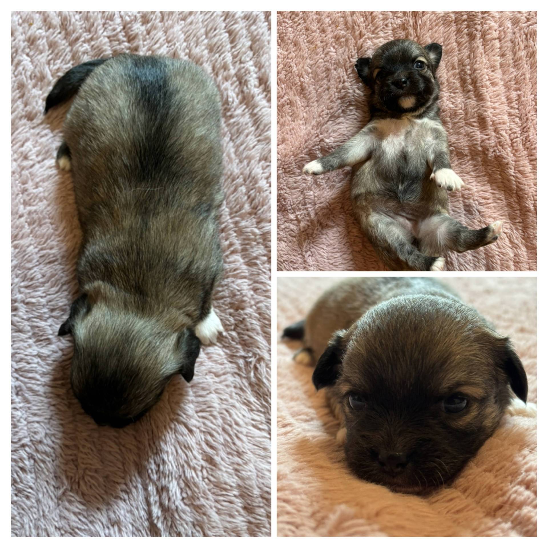 Chiot Chihuahua  deuxième