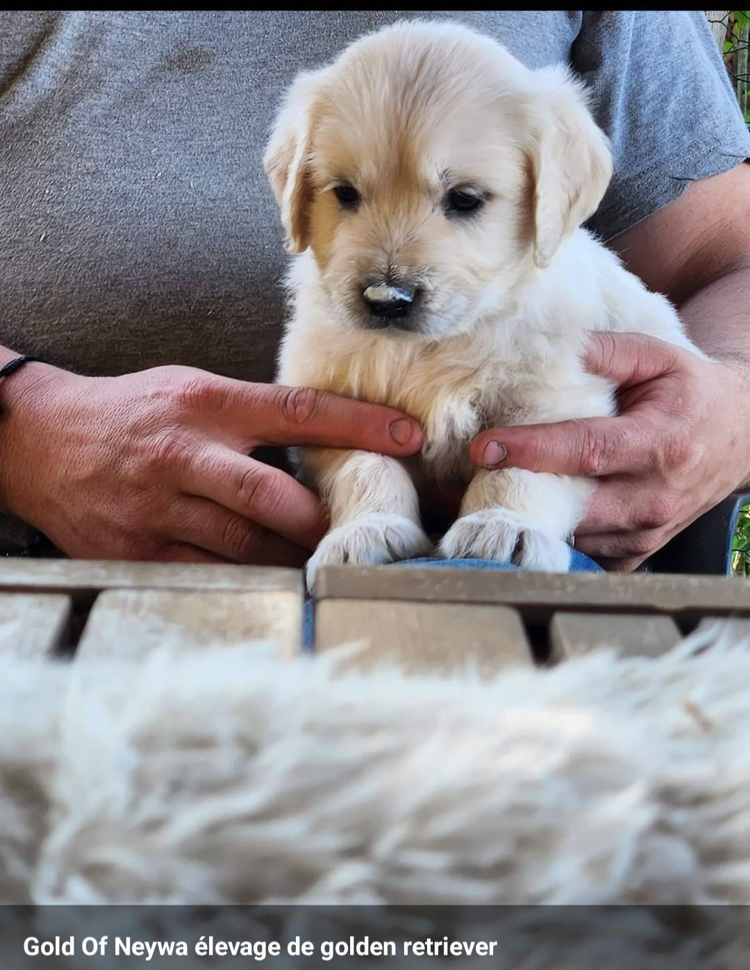 Magnifique chiots golden retriever !!! Disponible immédiatement  première