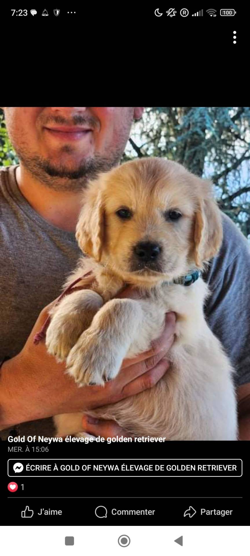 Magnifique chiots golden retriever !!! Disponible immédiatement  quatrième