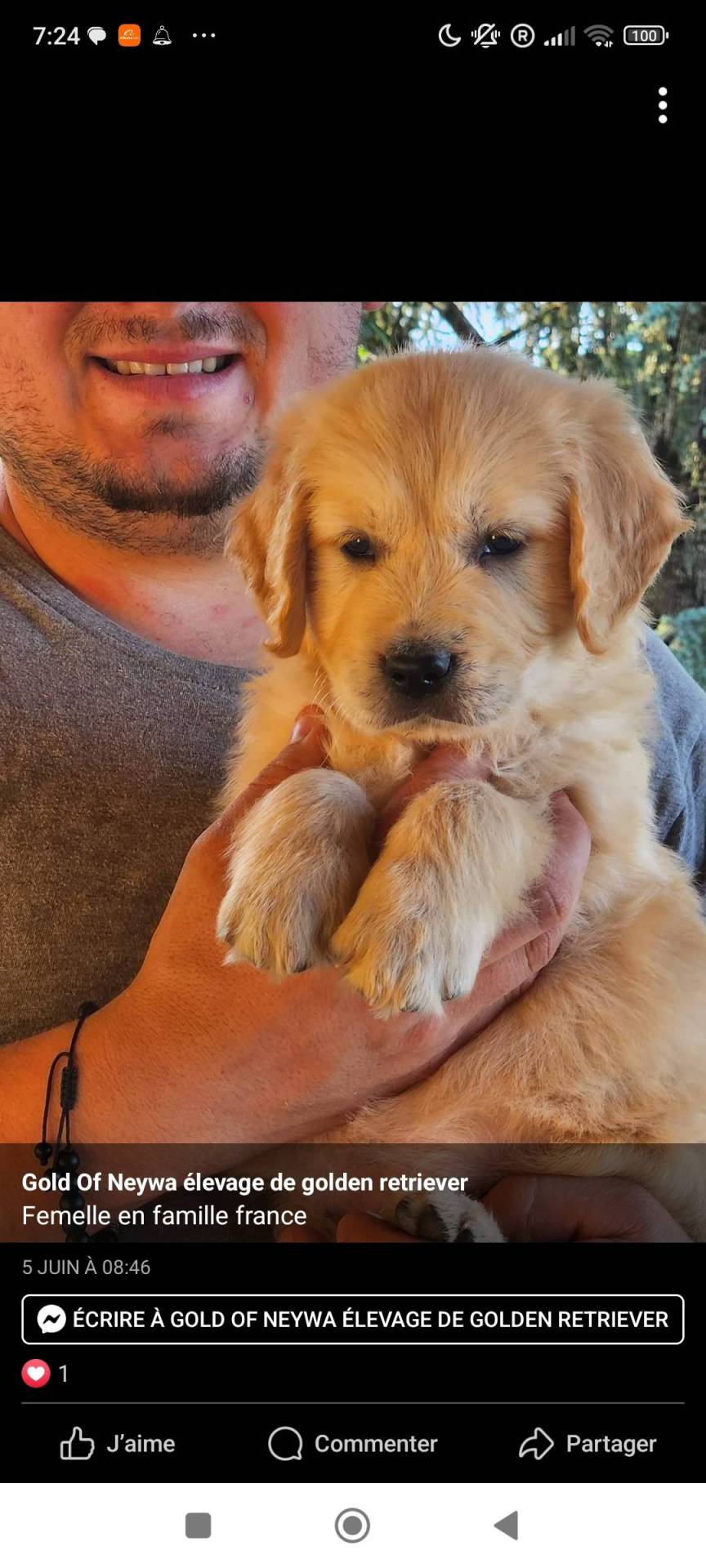 Magnifique chiots golden retriever !!! Disponible immédiatement  cinquième