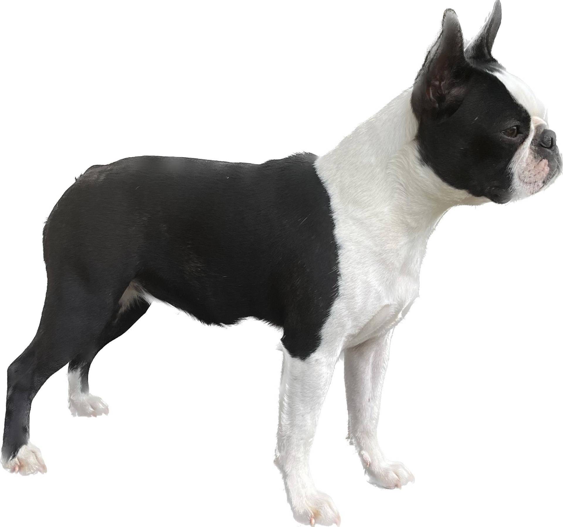 Eleveur de boston terrier sixième