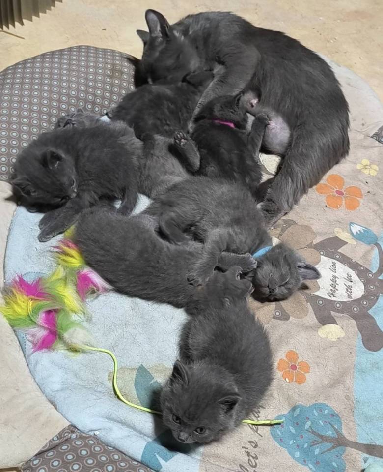 Chatons Chartreux 