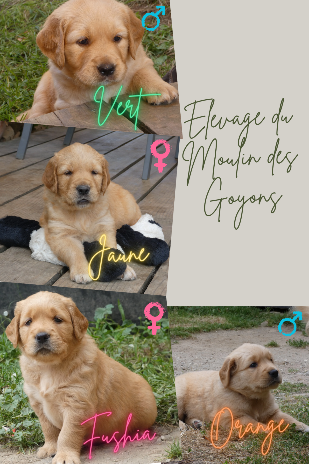 Chiot golden retriever Lof  quatrième