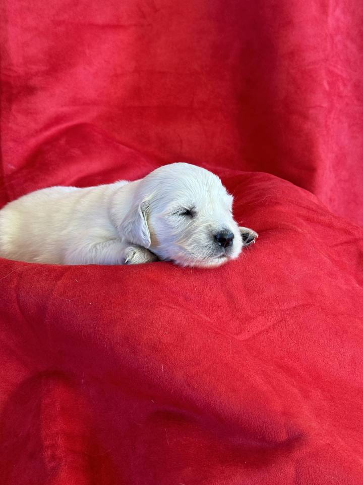 Chiots golden retriever Lof à réserver