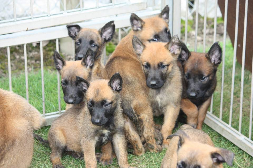 A reserver  chiots berger  belge malinois lof (  mâles et  femelles  )       