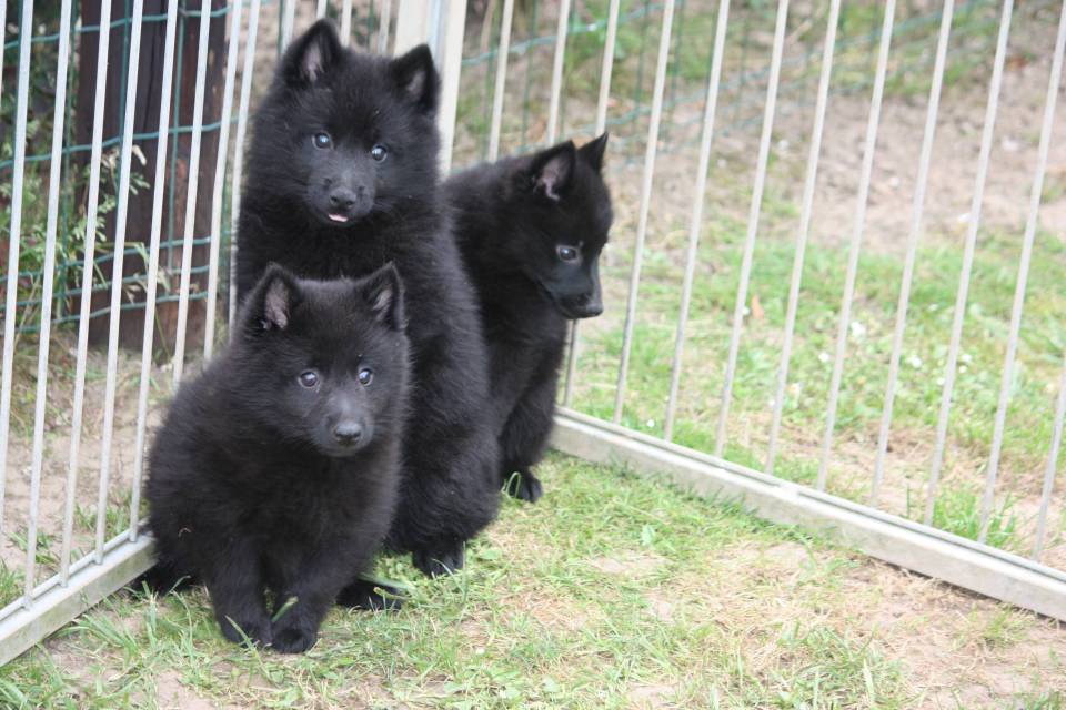 Disponible    chiots schipperke lof (  femelles et  mâle  ) 