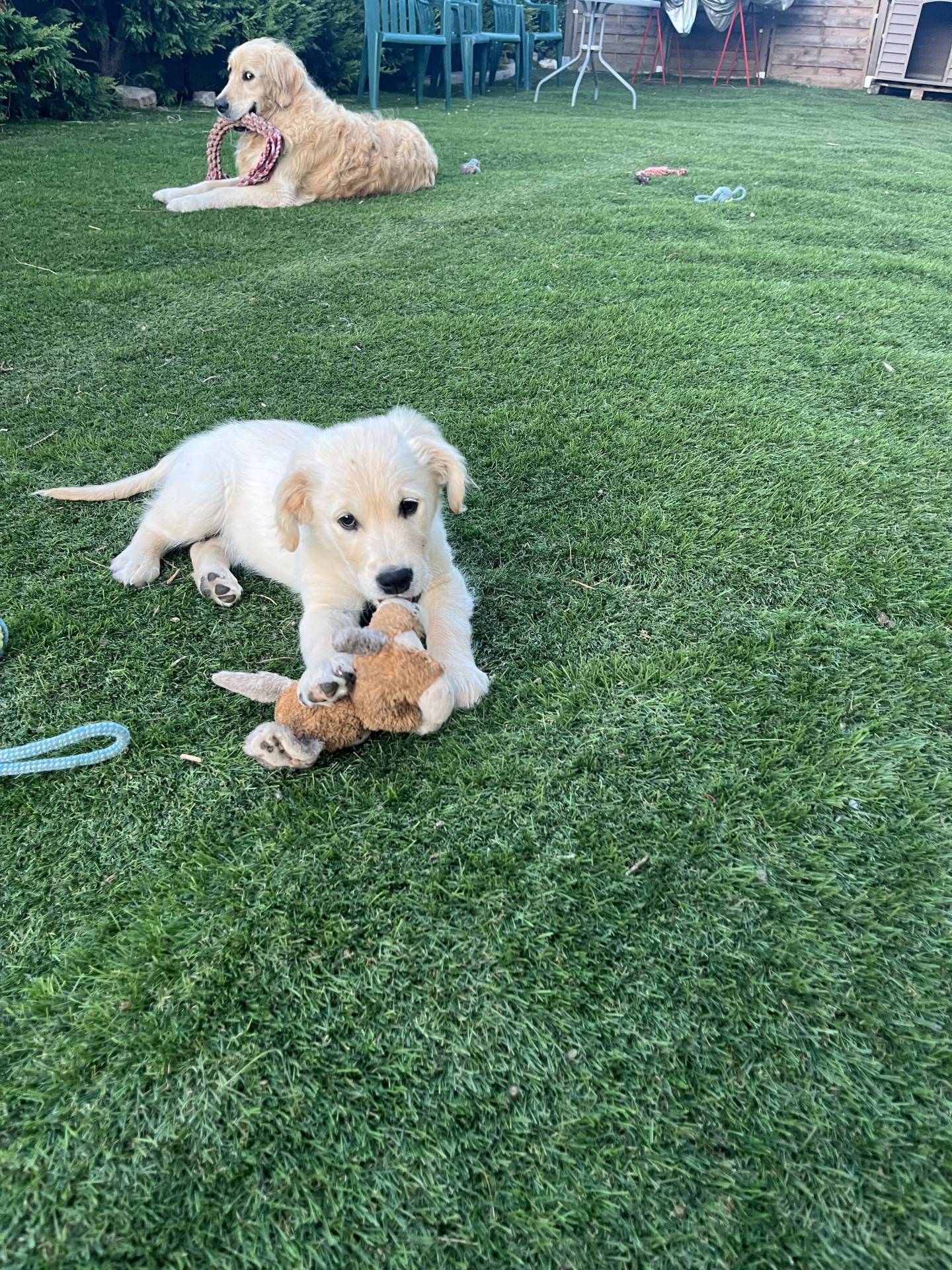 Chiot Mâle golden Retriever Lof neuvième