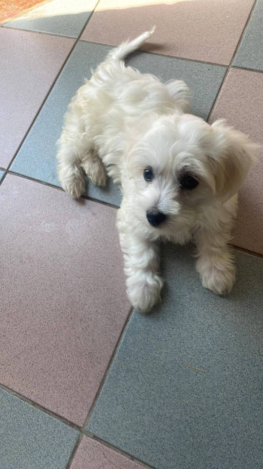 À l'adoption  mâles et  femelle bichon maltais Disponible