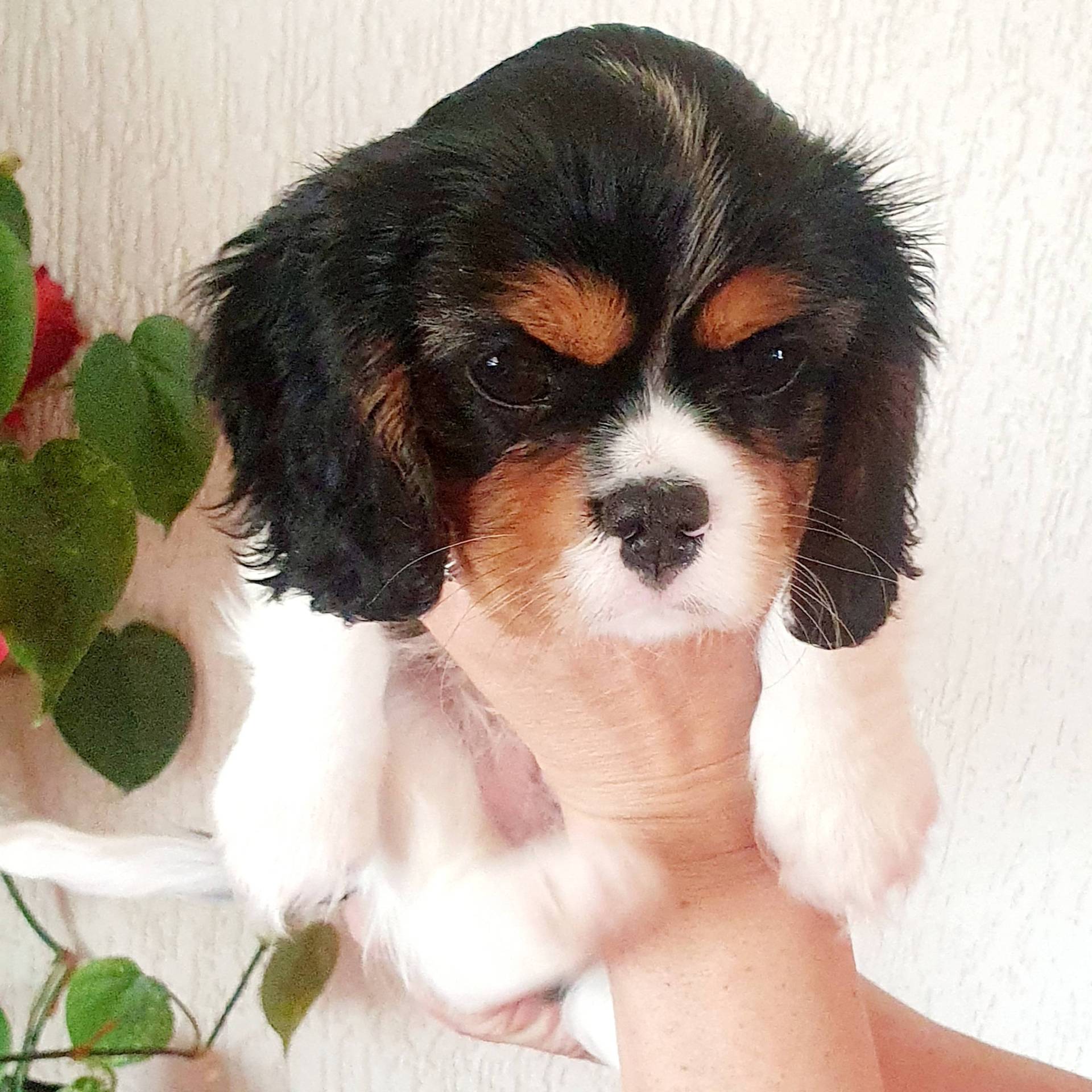 Chiots mâles  Lof Cavalier King Charles disponibles troisième