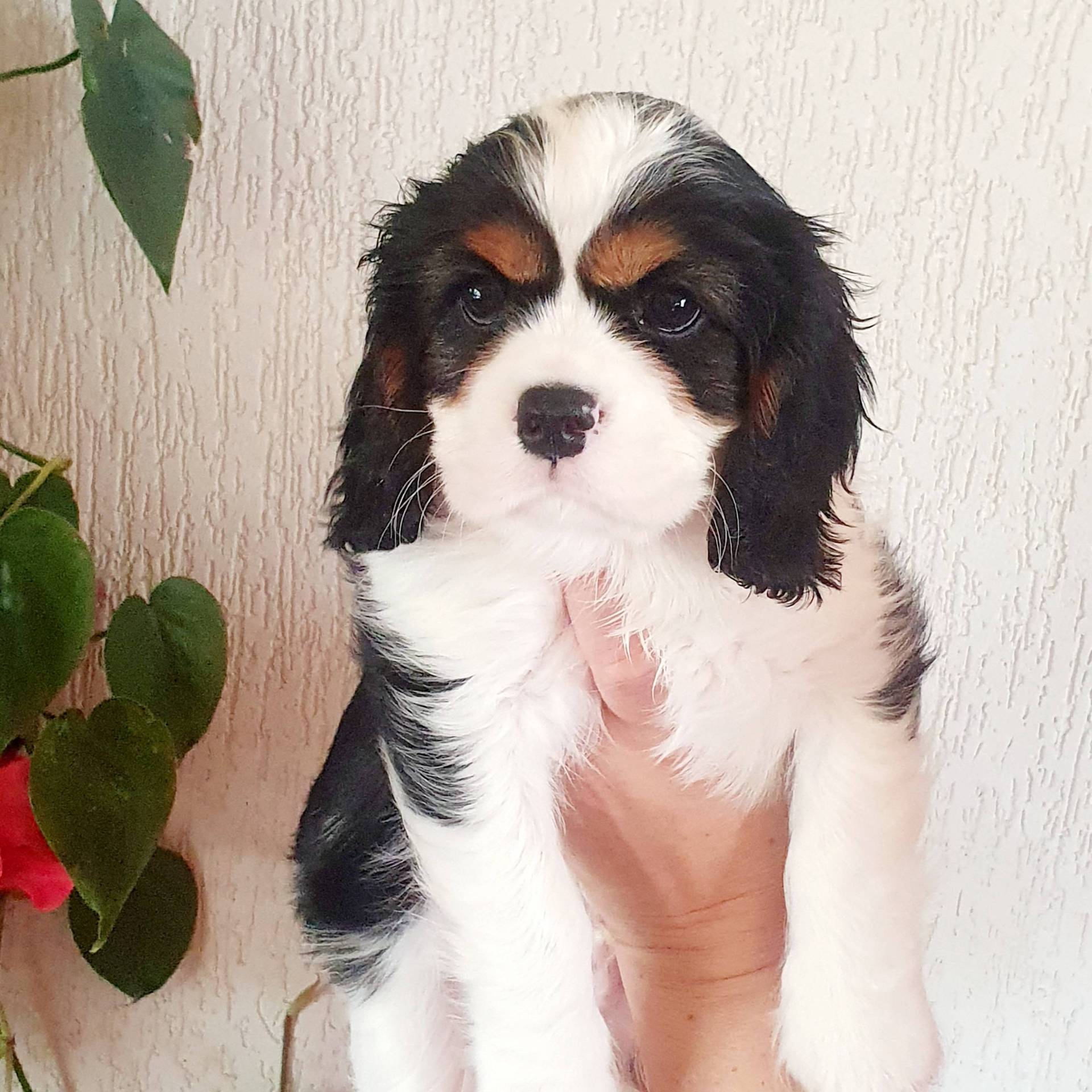 Chiots mâles  Lof Cavalier King Charles disponibles première