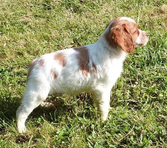 Epagneul Breton Lof sixième