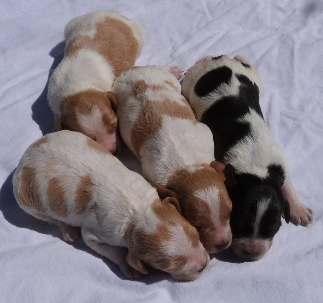 A réserver chiots Epagneul Breton Lof  sixième