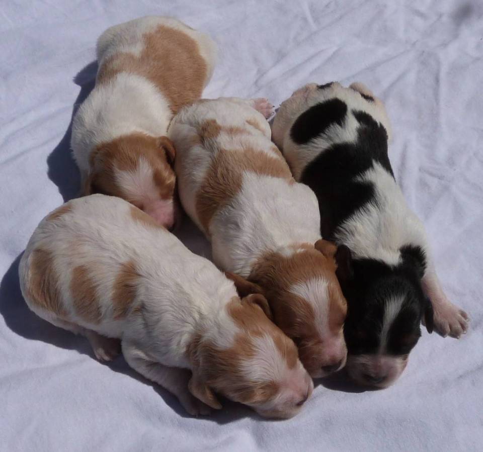 A réserver chiots Epagneul Breton Lof 