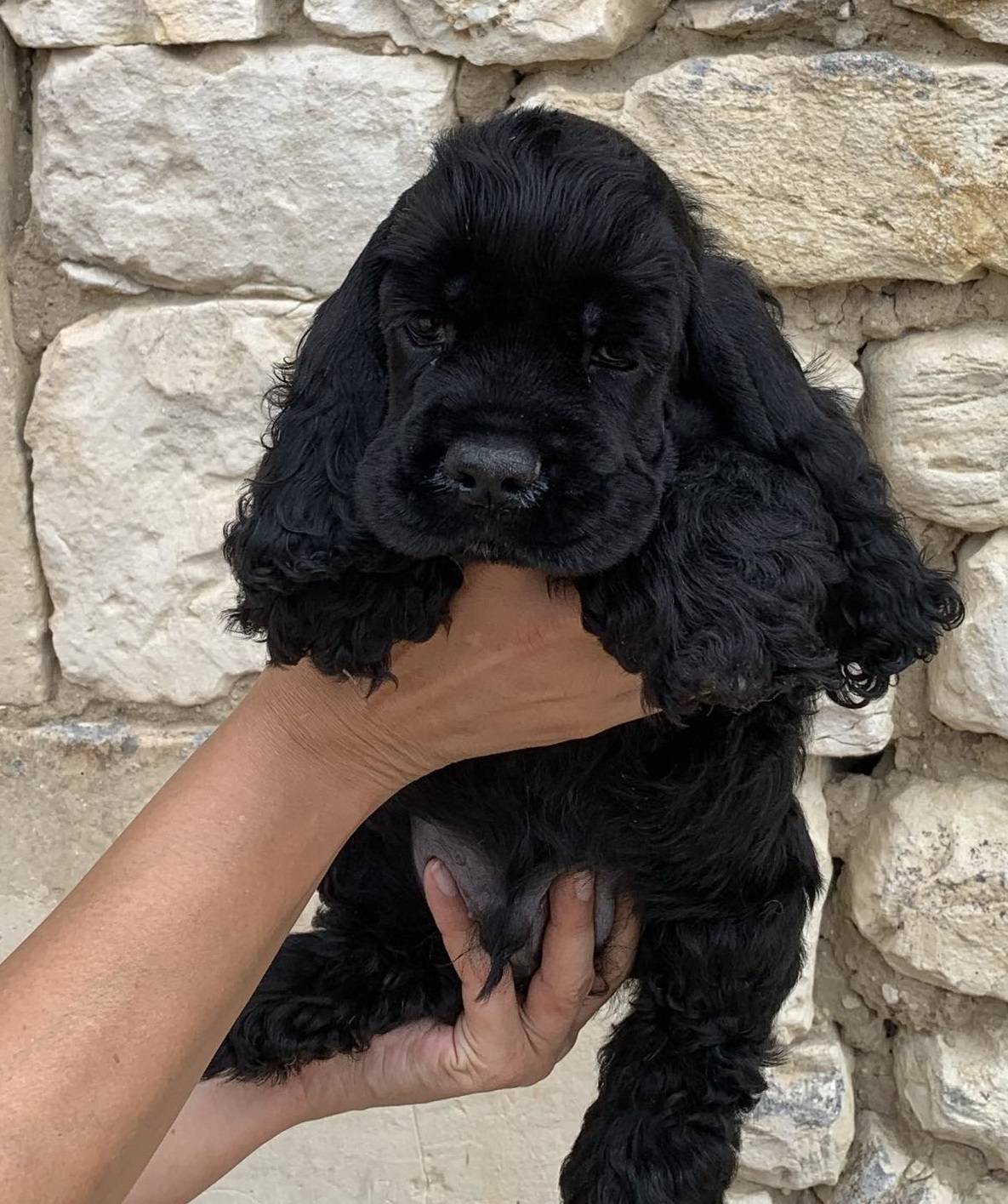 Joli Petite Mâle Noir de Cocker Spaniel Américain Lof quatrième