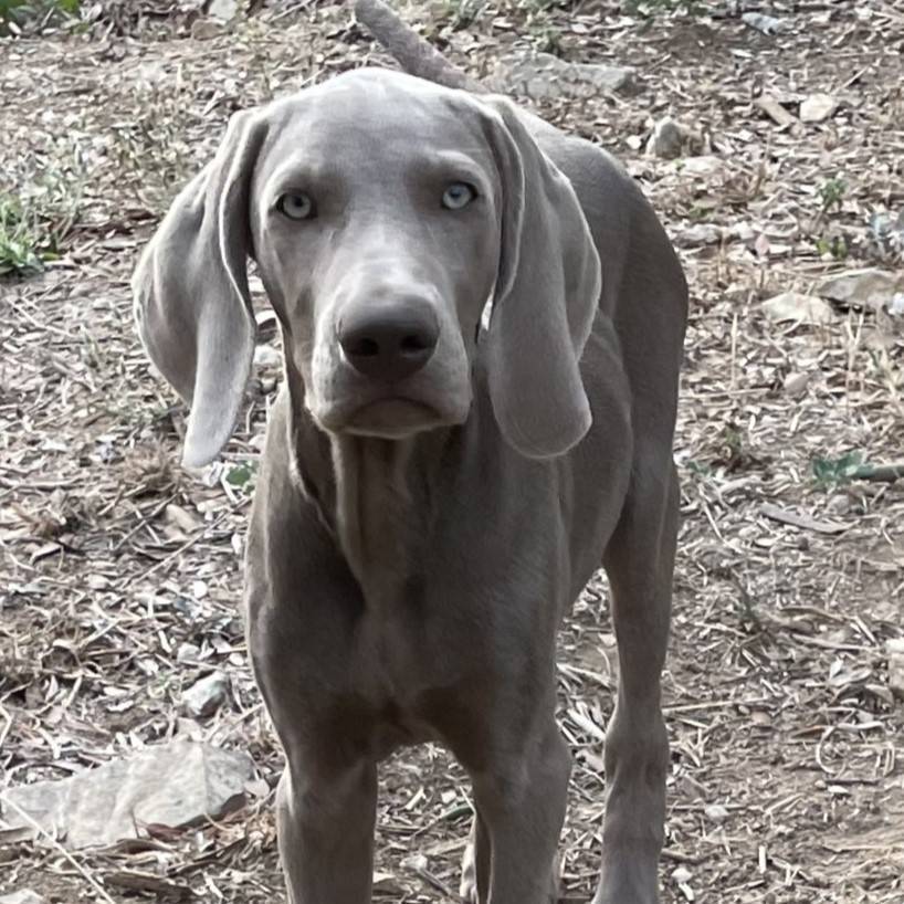 Chiot mâle braque de Weimar Lof troisième