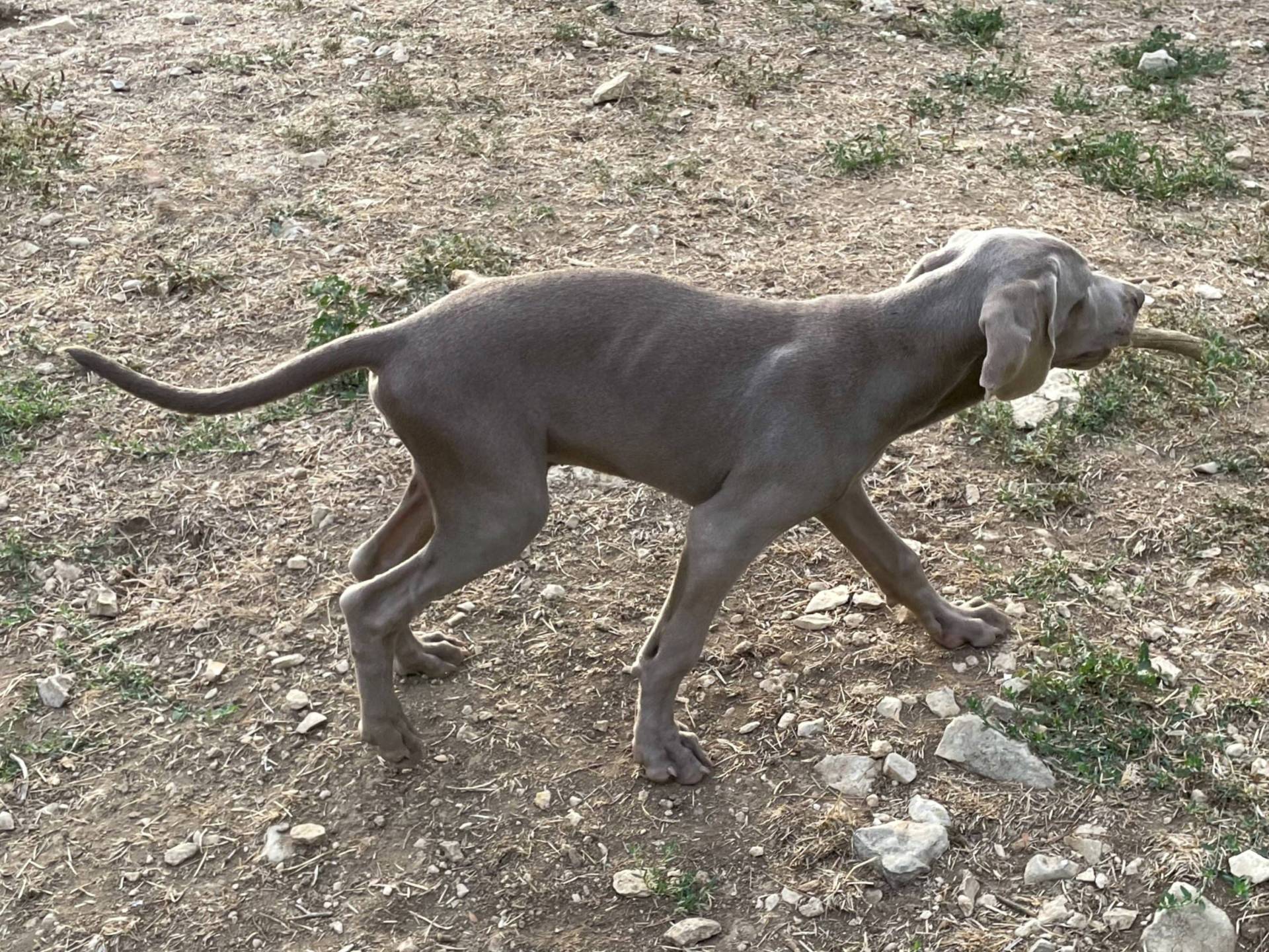 Chiot mâle braque de Weimar Lof troisième