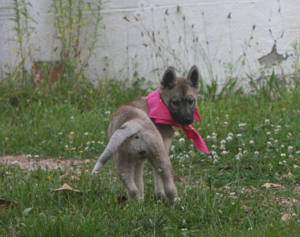 Femelles husky lof gris loup agouti  première