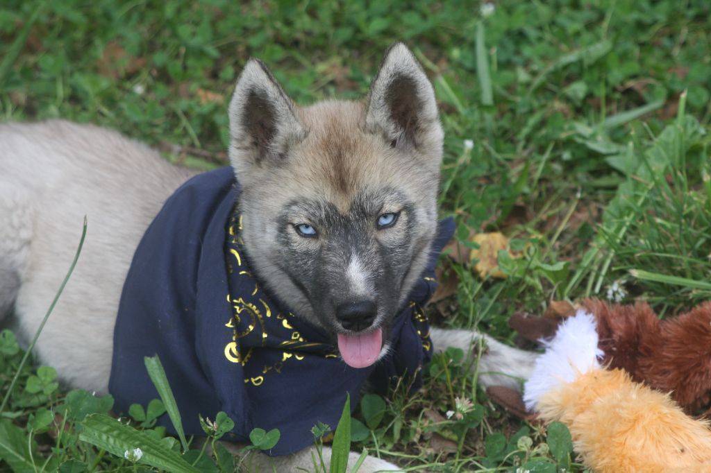 Femelles husky lof gris loup agouti  huitième