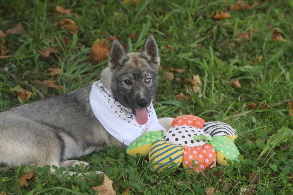 Femelles husky lof gris loup agouti  sixième