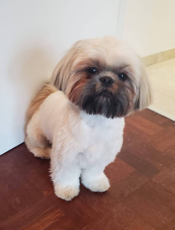 Chiots shih tzu