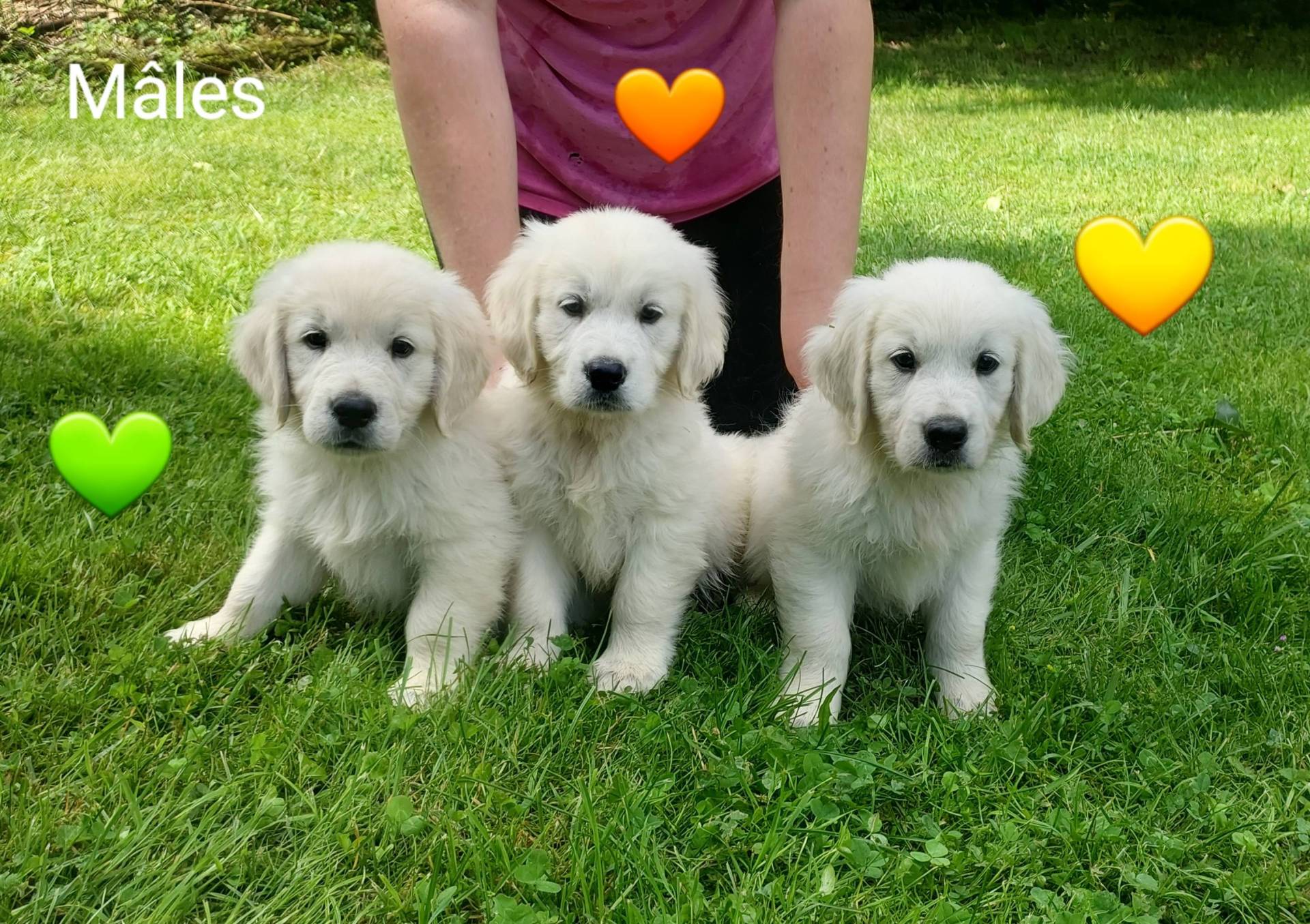 Chiot Golden Retriever Lof huitième