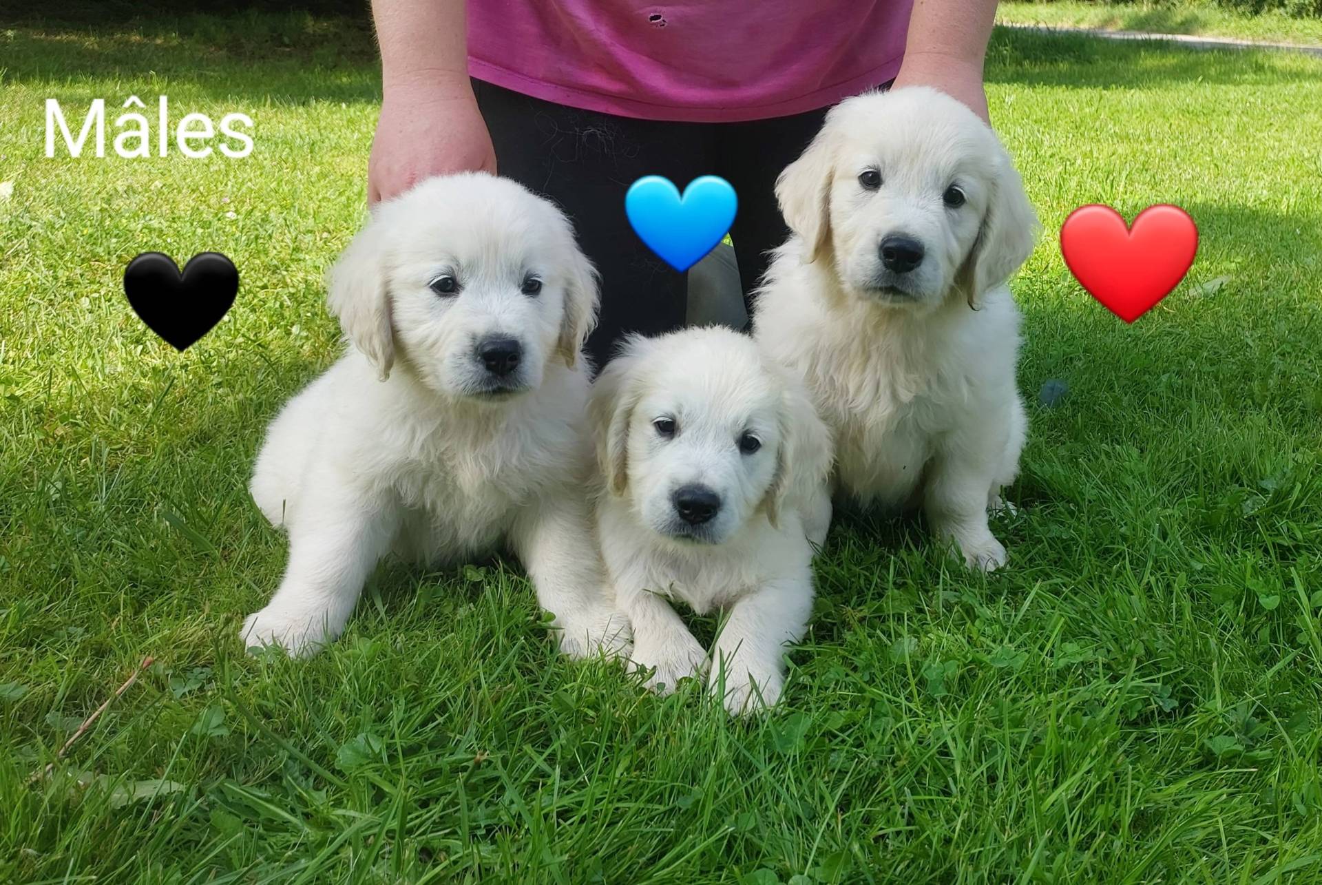 Chiot Golden Retriever Lof deuxième