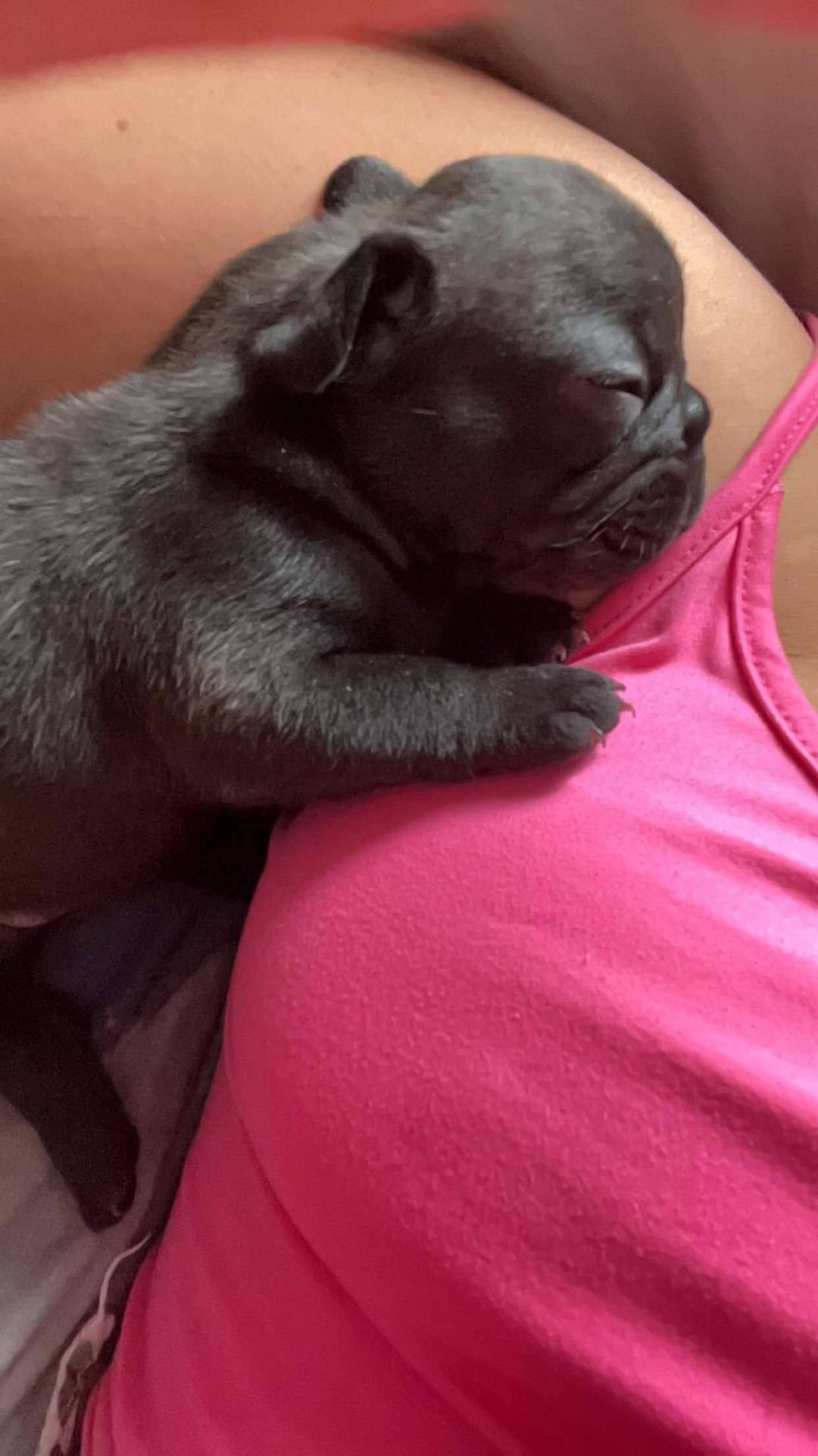 À réserver chiot bouledogue français  deuxième