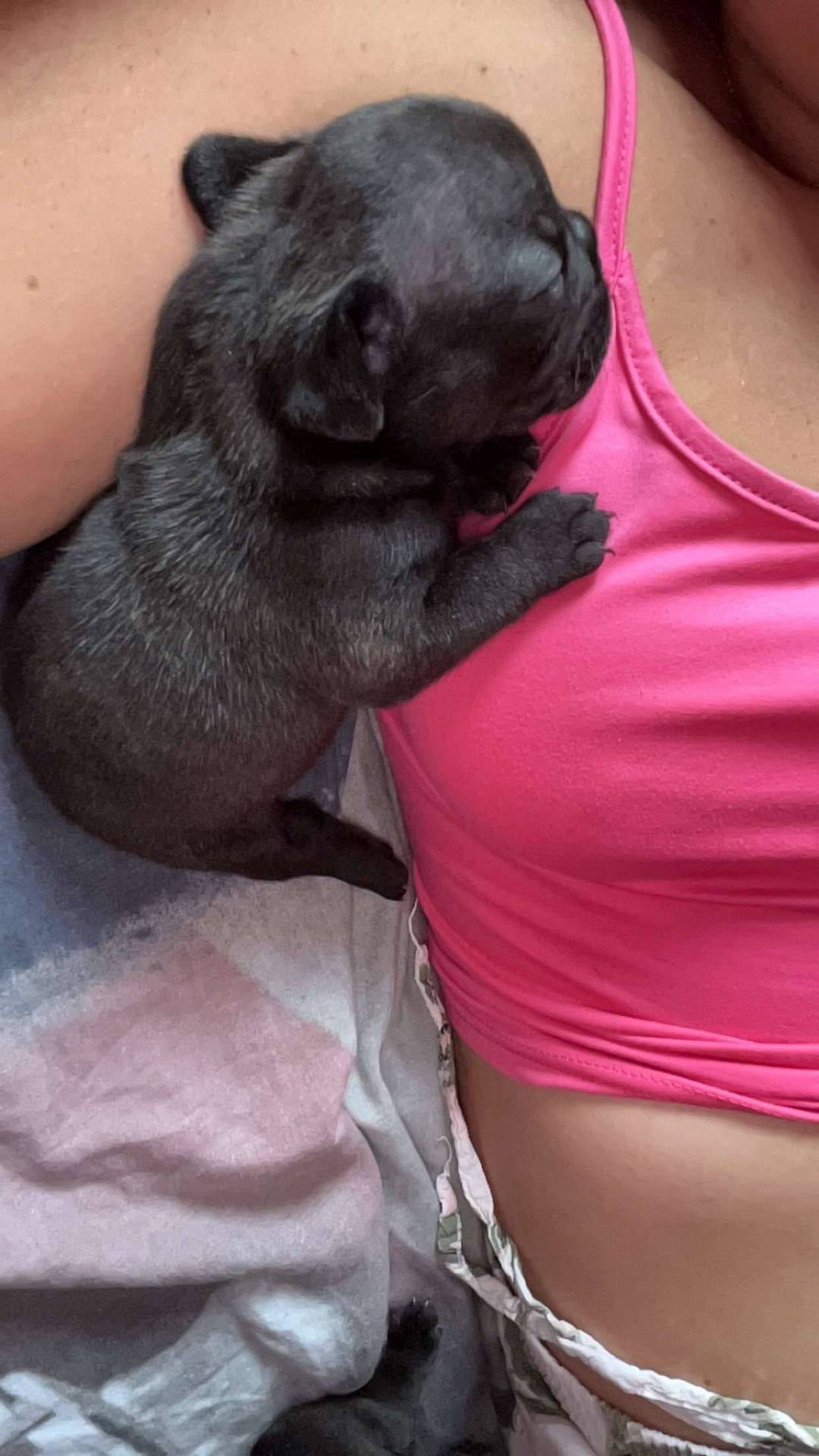 À réserver chiot bouledogue français  deuxième