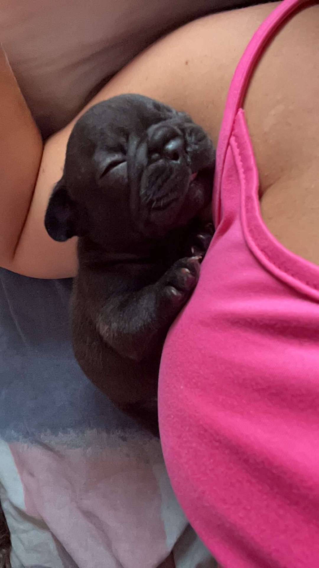 À réserver chiot bouledogue français  septième