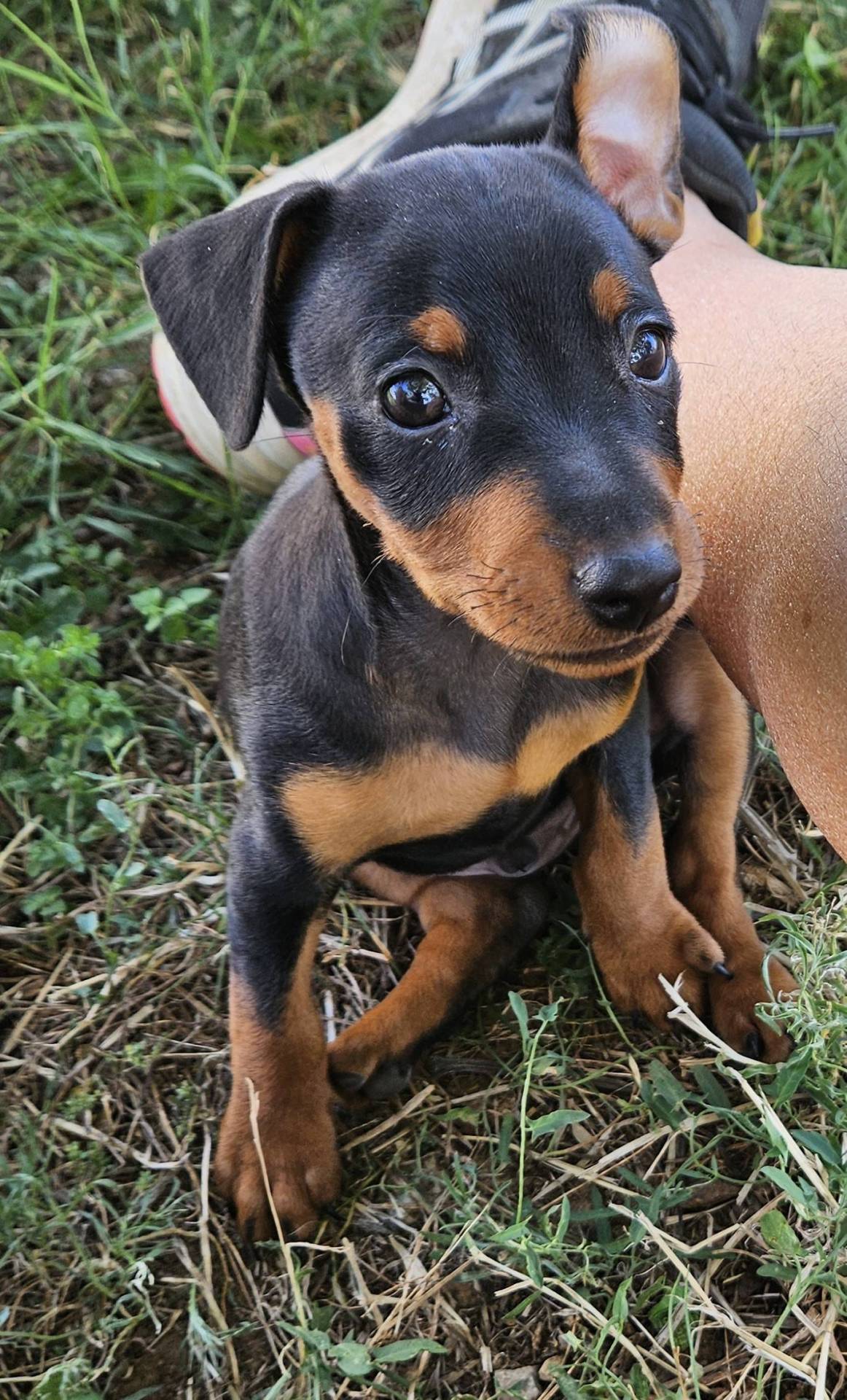 Adorables chiot Pinscher Nain Lof huitième