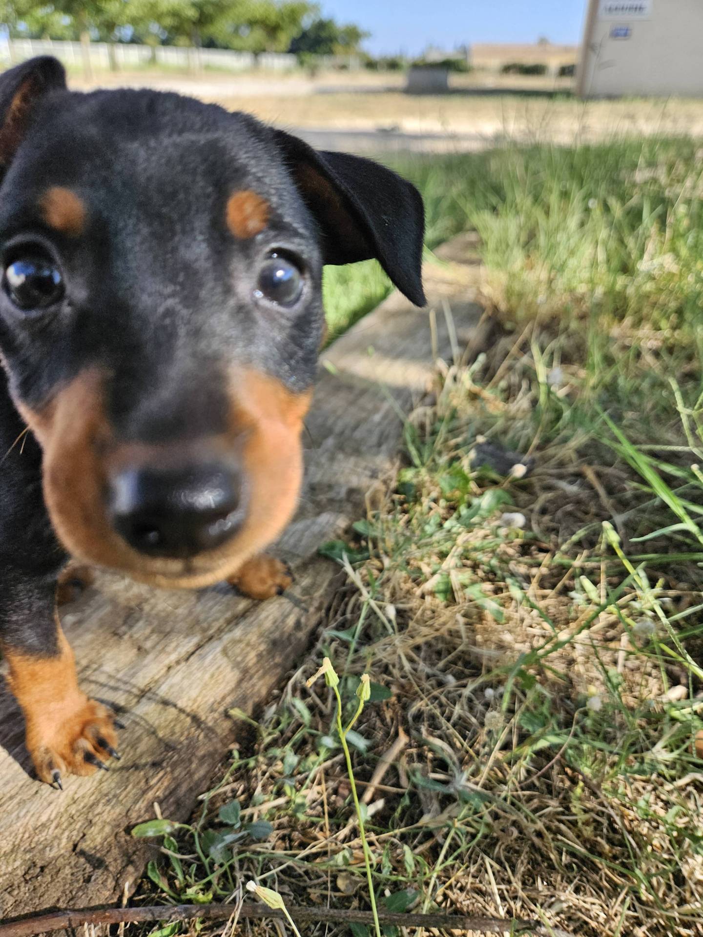 Adorables chiot Pinscher Nain Lof cinquième