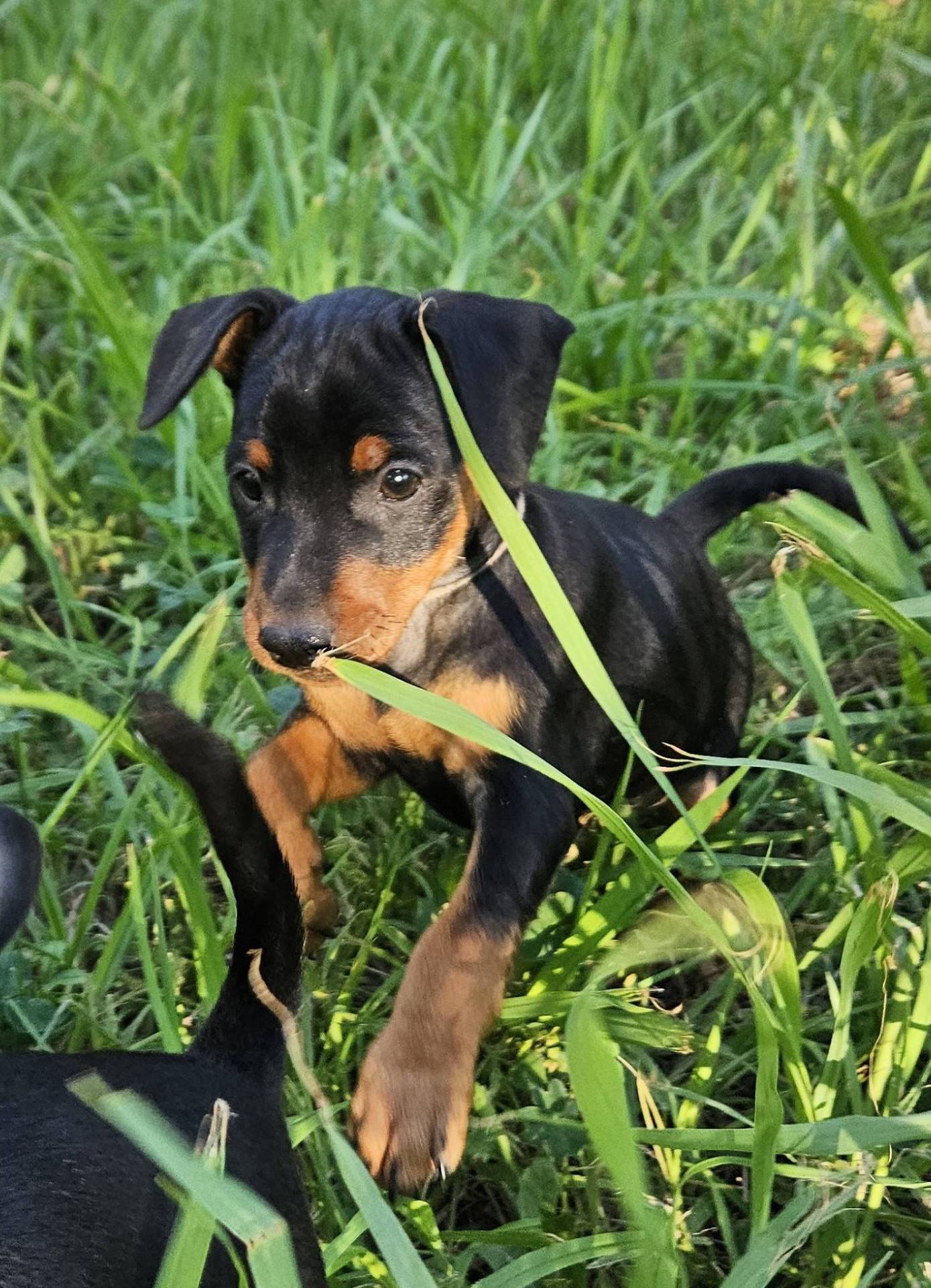 Adorables chiot Pinscher Nain Lof huitième