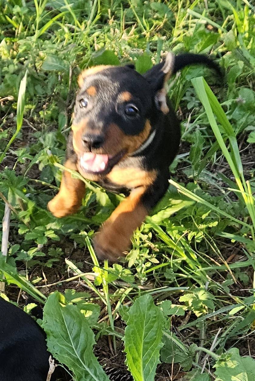 Adorables chiot Pinscher Nain Lof neuvième