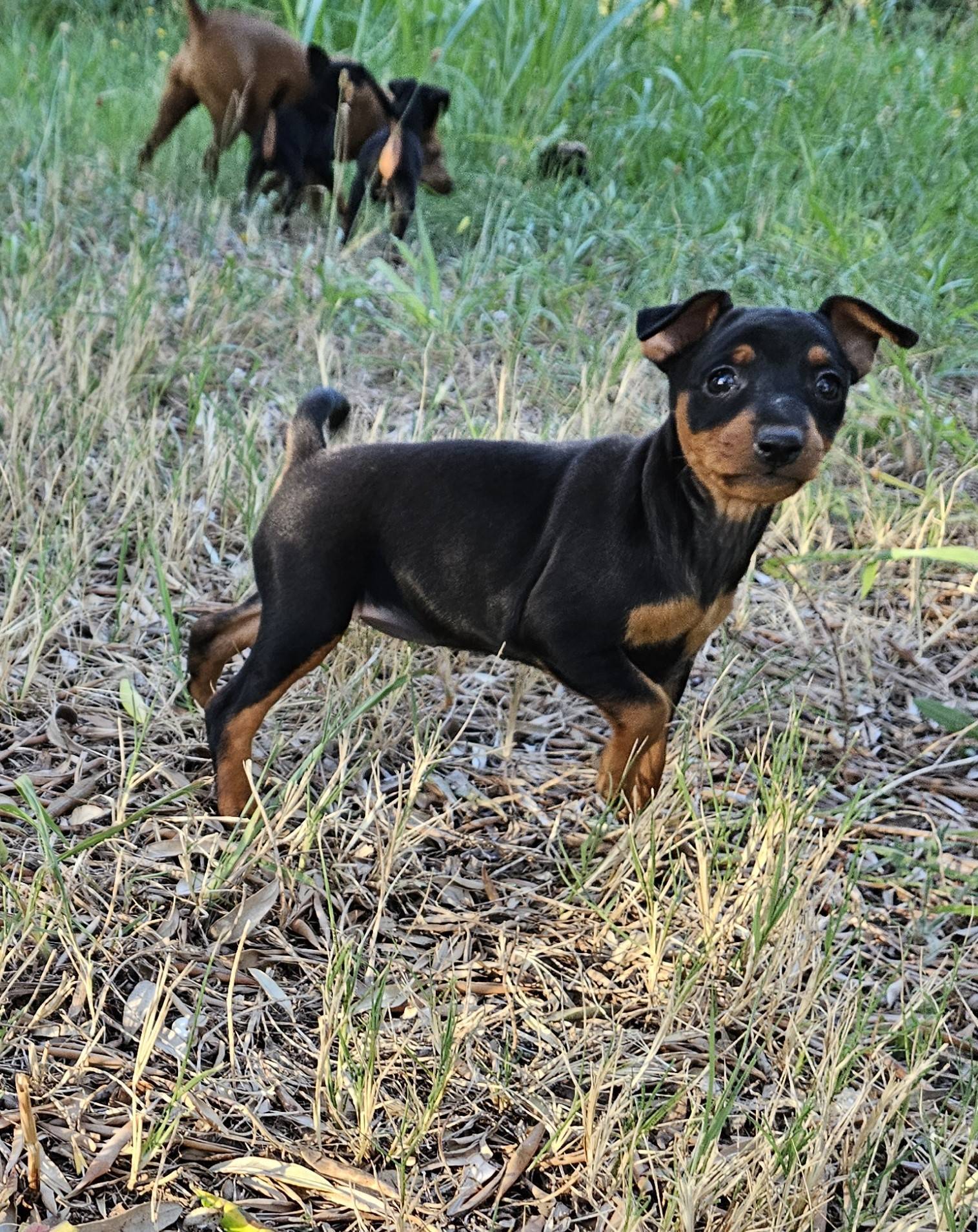 Adorables chiot Pinscher Nain Lof première