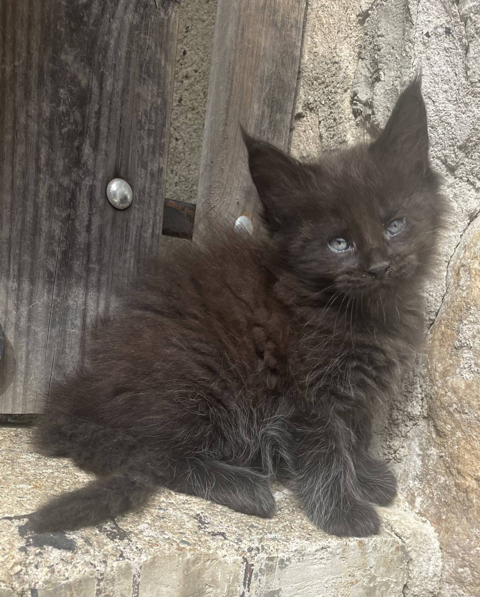 Chatons Maine coon loof neuvième