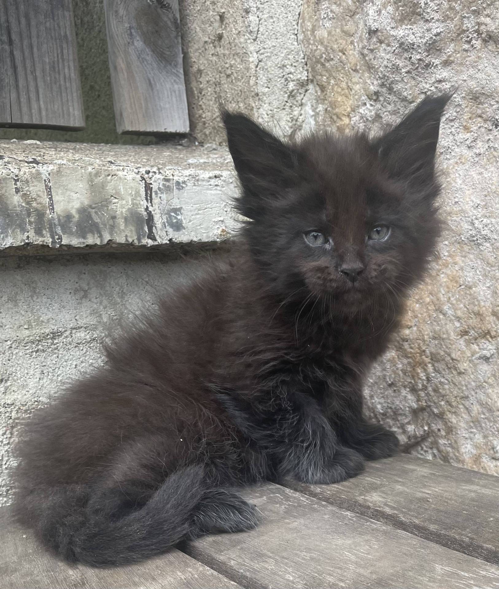 Chatons Maine coon loof sixième