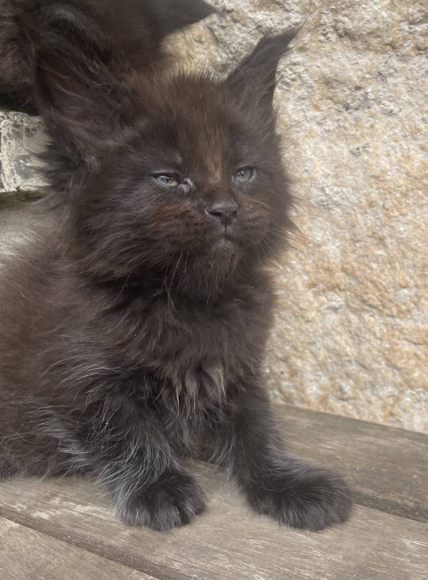 Chatons Maine coon loof septième