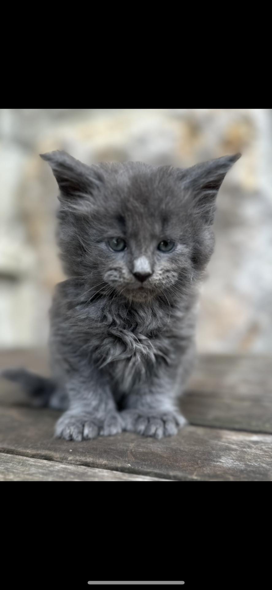 Chatons Maine coon loof quatrième