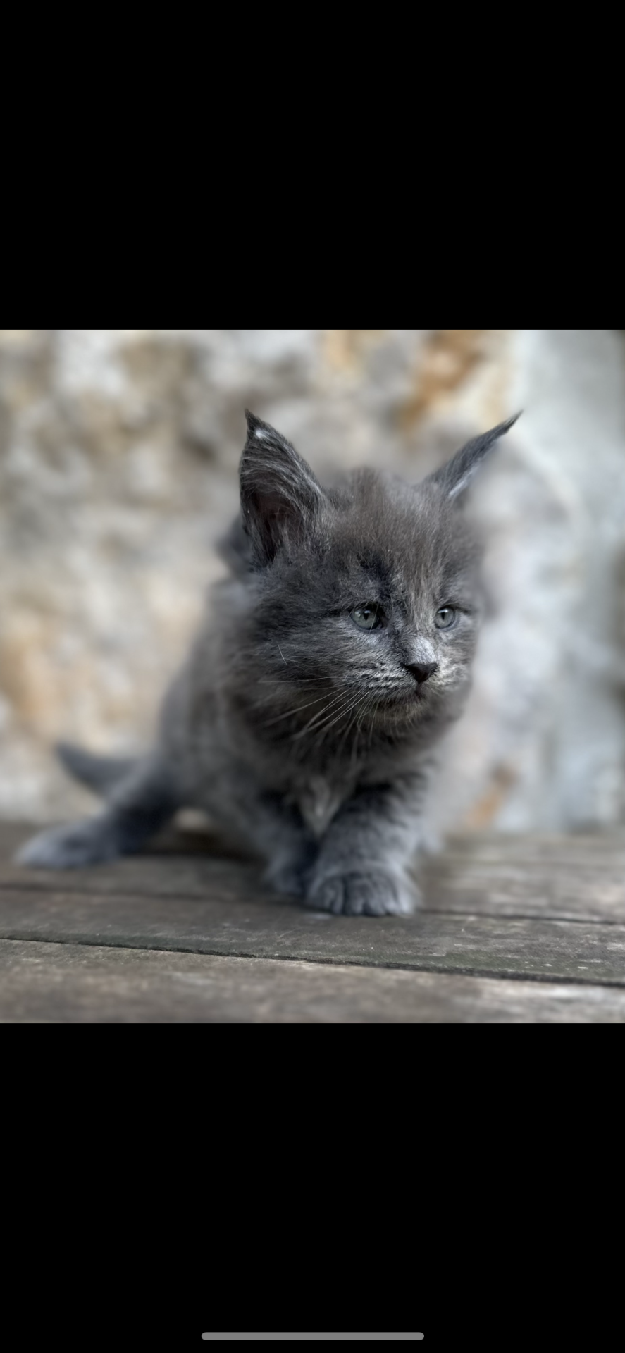 Chatons Maine coon loof huitième