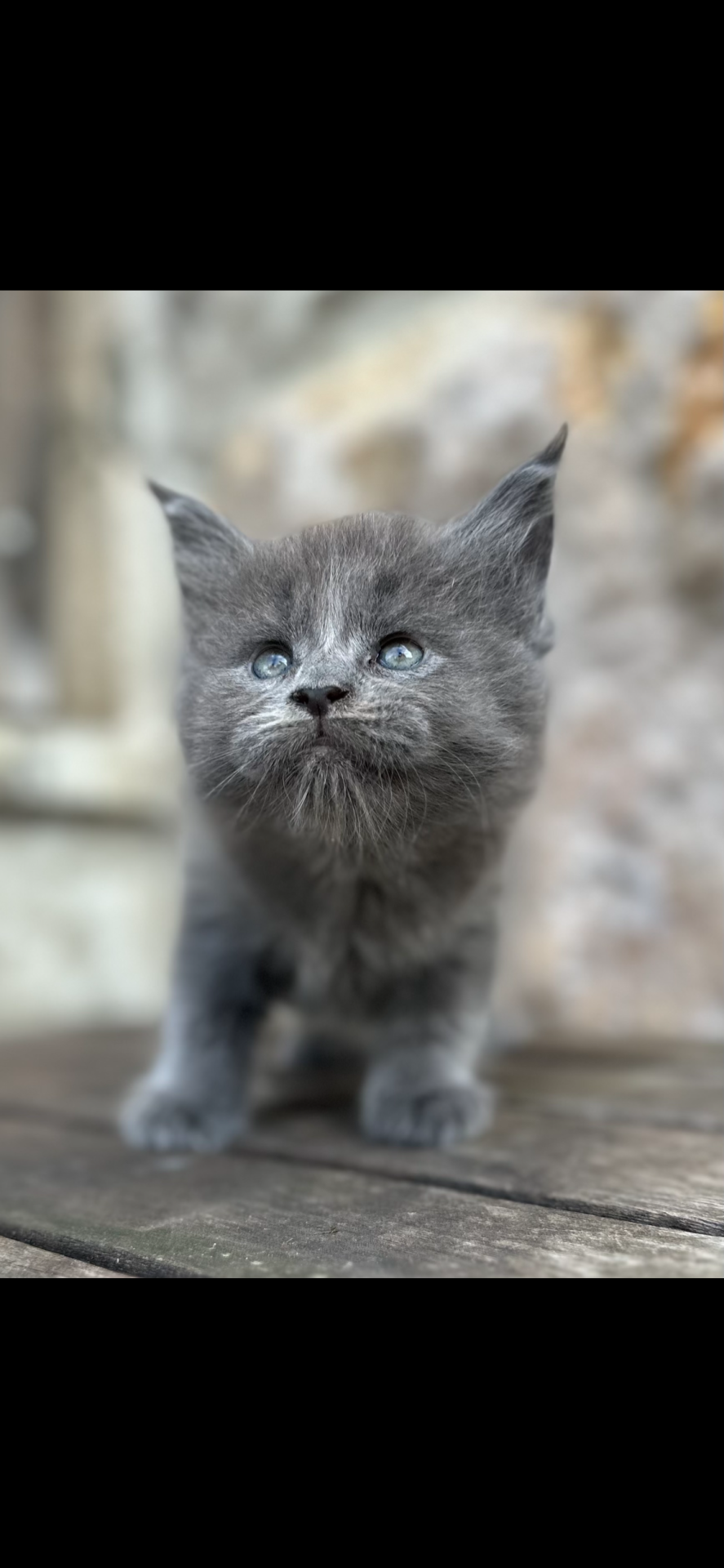 Chatons Maine coon loof neuvième