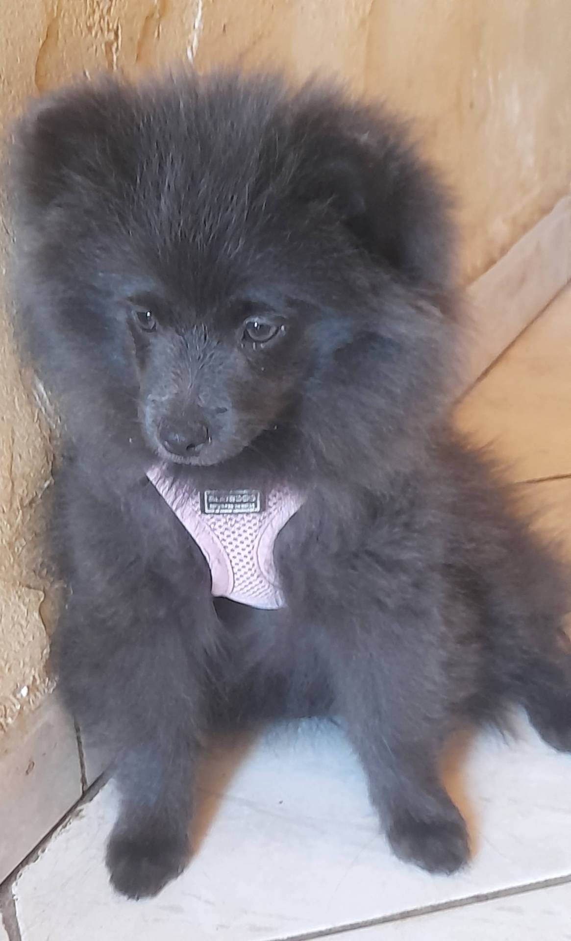 Chiot Spitz femelle taille petite   première